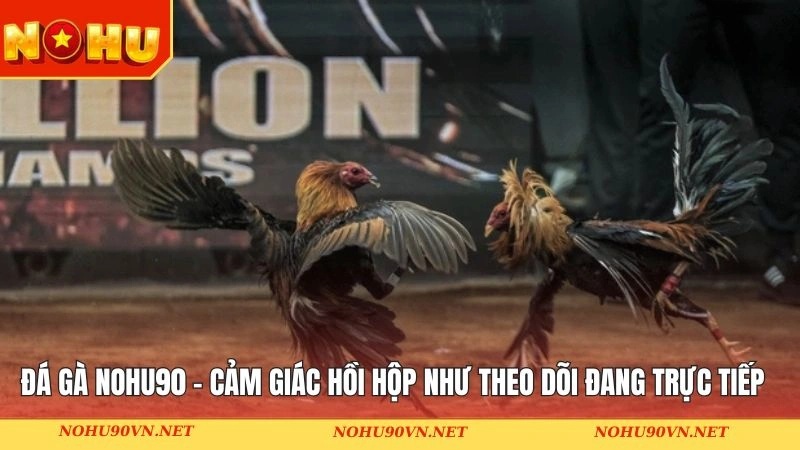 Đá gà Nohu90