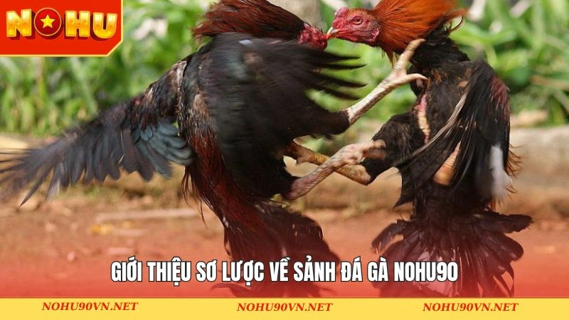 Giới thiệu sơ lược về sảnh đấu chiến kê tại Nohu90