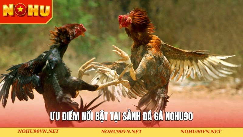 Ưu điểm khi trải nghiệm đấu chiến kê tại Nohu90